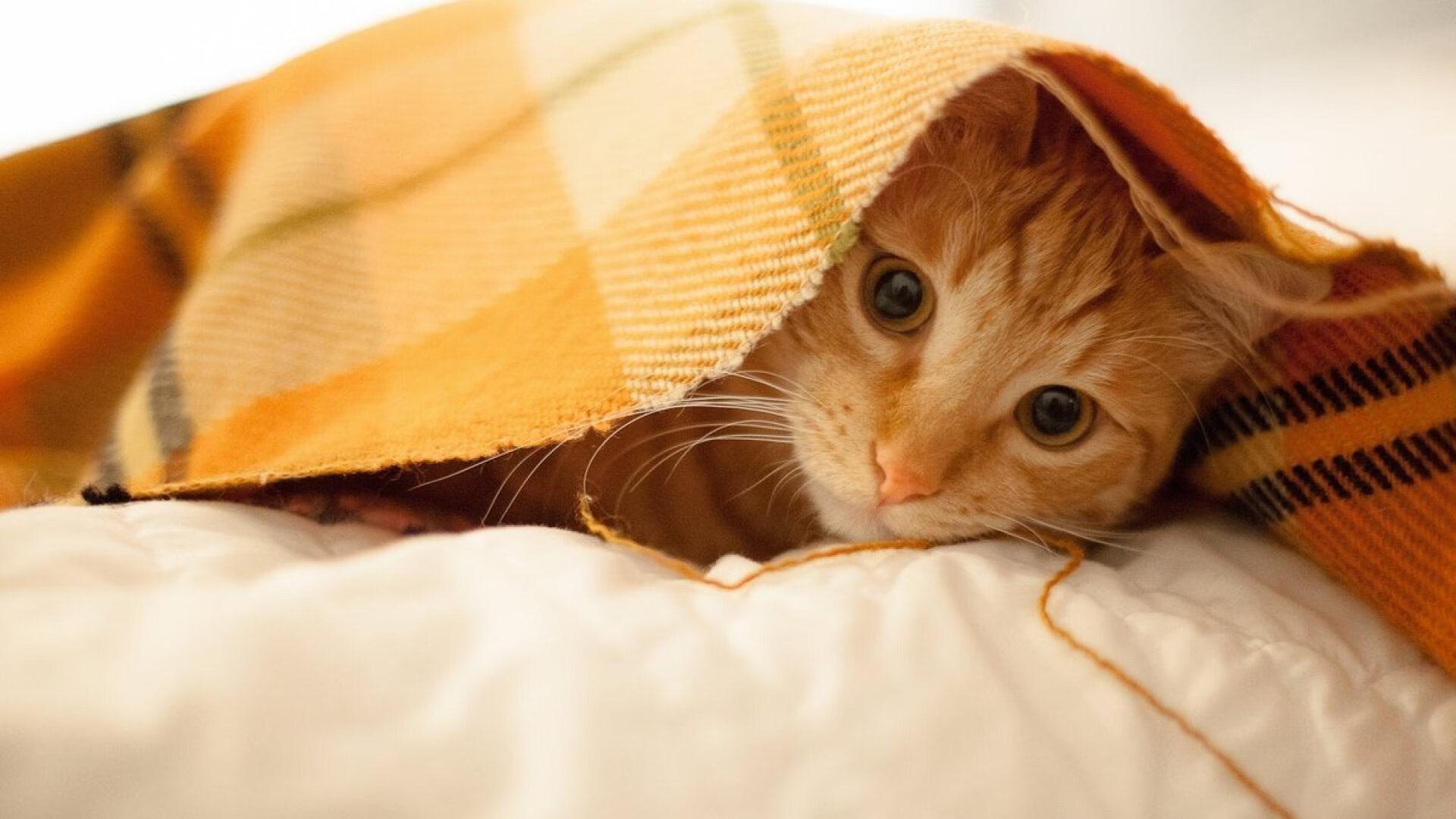 【丁俊晖】夺冠后揭秘:比赛中的攻守平衡秘诀,丁俊晖经典防守