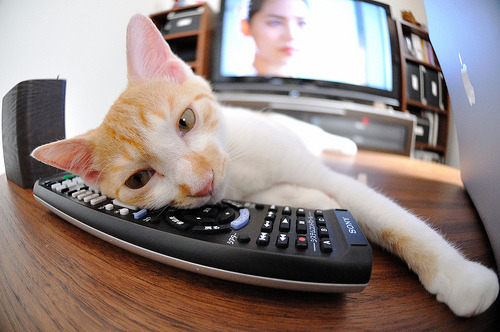 【世界冠军风采】他们的成功之路与未来展望,世界冠军背后的艰辛