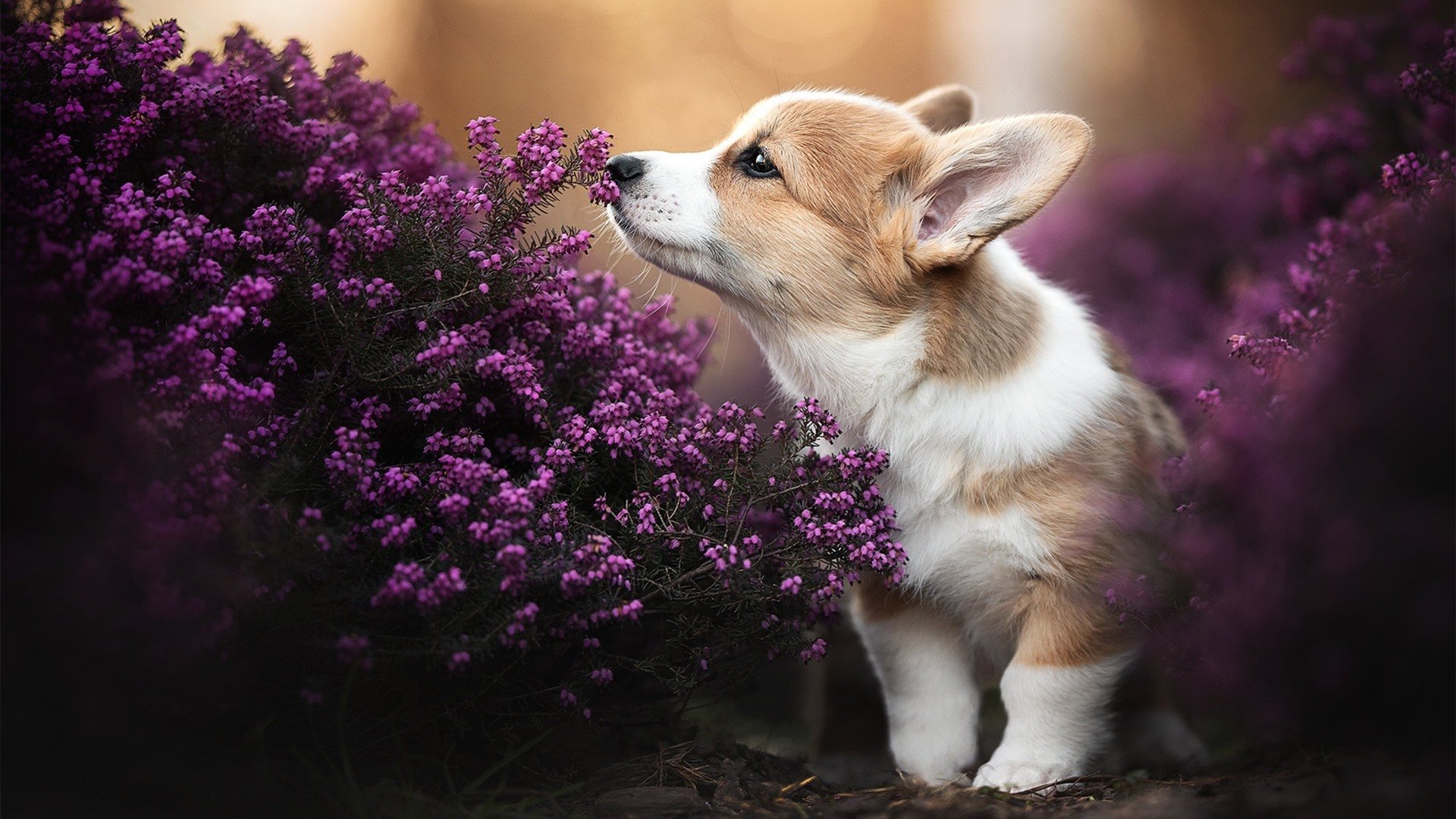 凯尔特人首次举办“历史与现代篮球融合展”，凯尔特人篮球球员