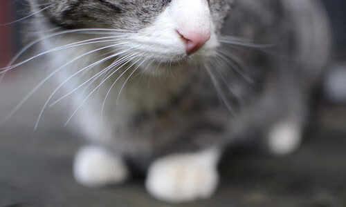 教练席变动：哪位新晋教练带队表现最出色？，教练名单