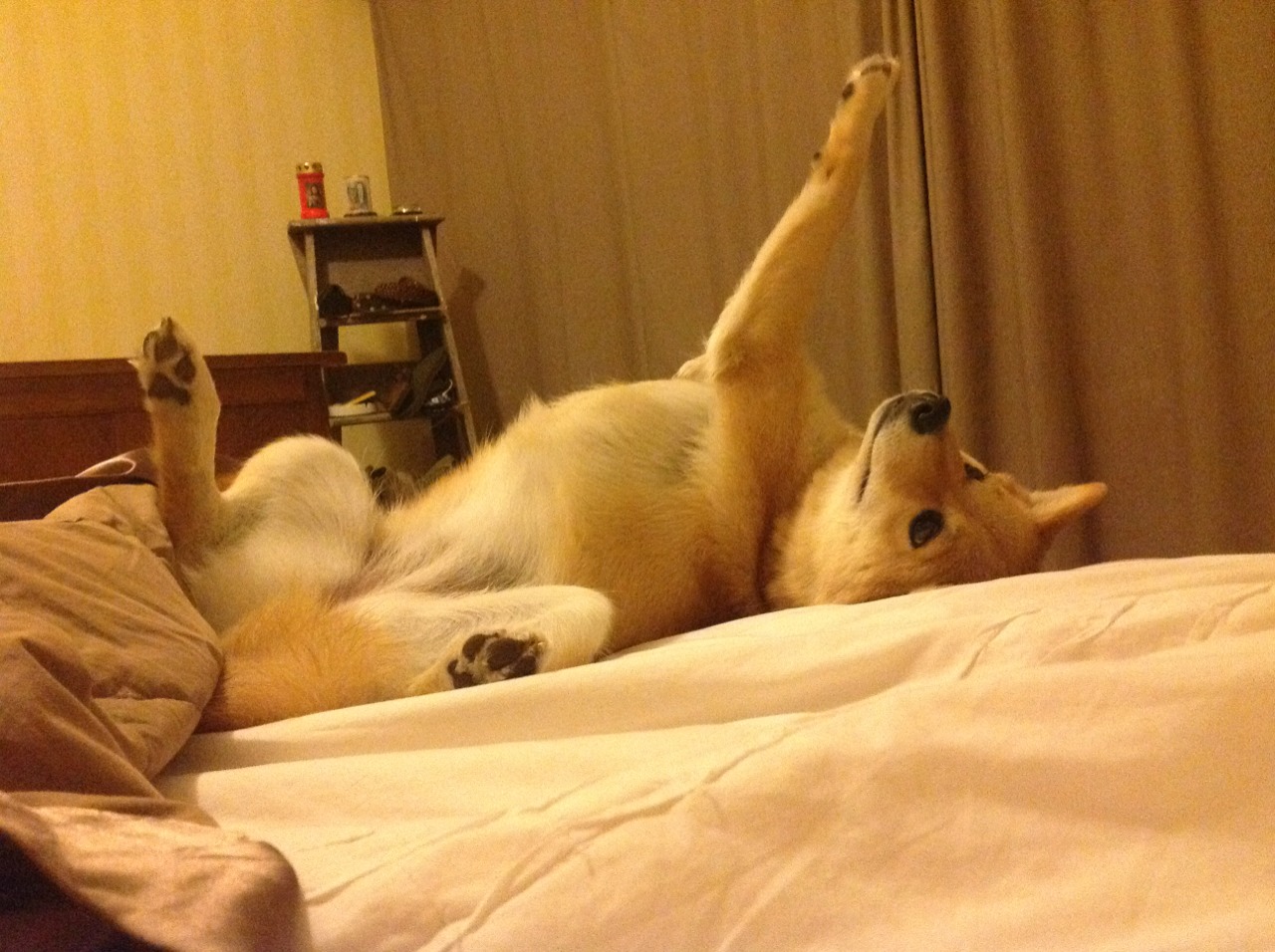 九游下载安装-“历史回忆：带你领略NBA最伟大的冠军赛”，最著名的5个nba冠军