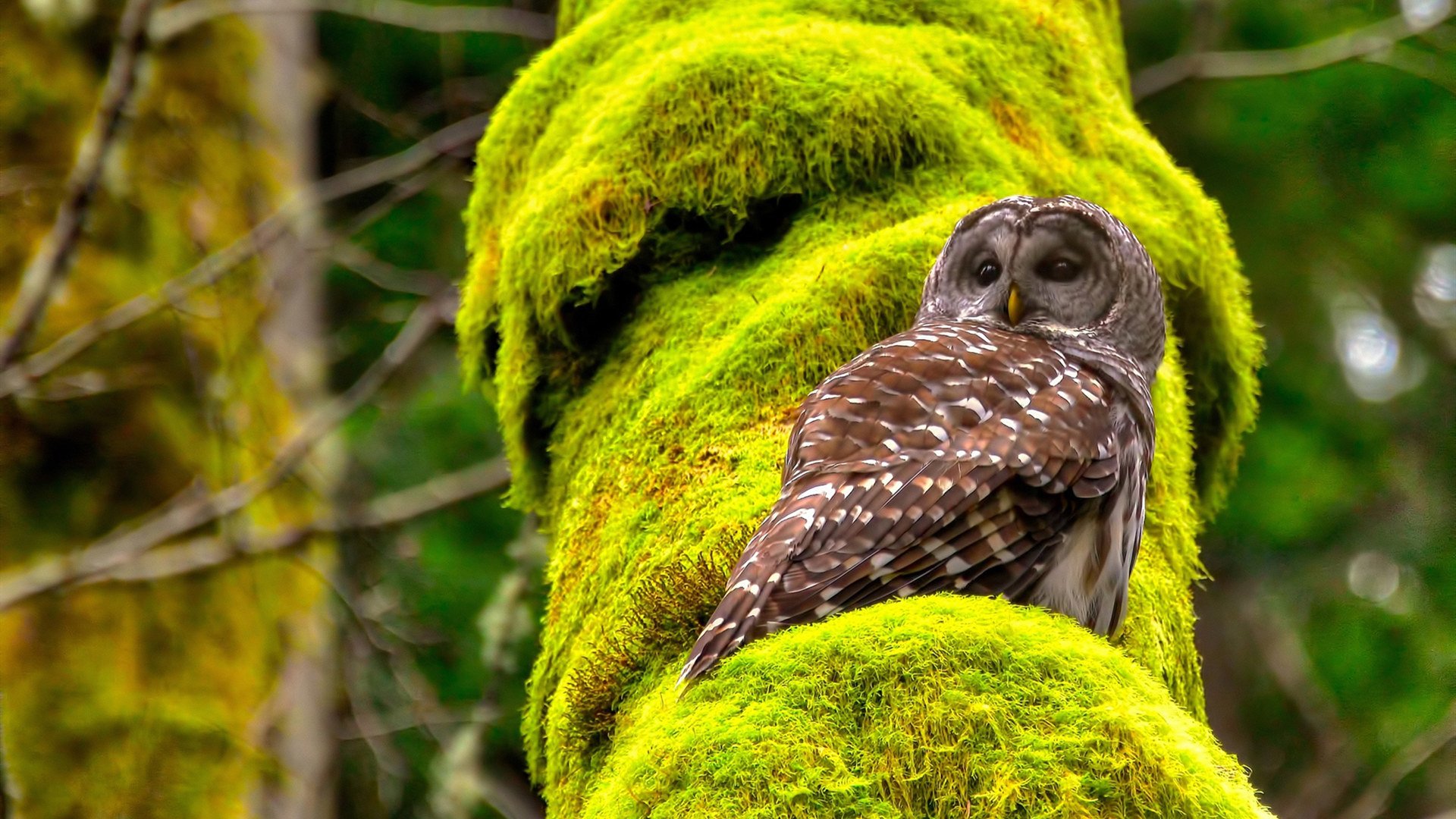 九游体育网站入口-“意甲激烈对抗，球队全力争夺欧冠资格”，意甲参加欧战球队